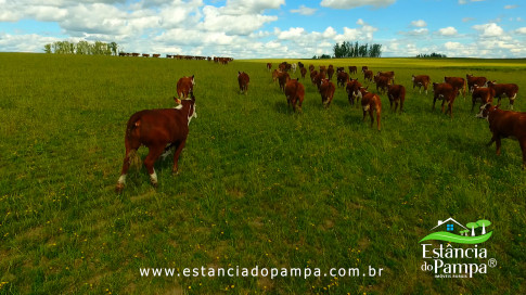 DOS EÓLICOS VIRA P FAZENDA_Moment.00_07_52_10.Quadro256_de63239b57b5fe44c9dd59aaf8022460e2ec539d.jpg